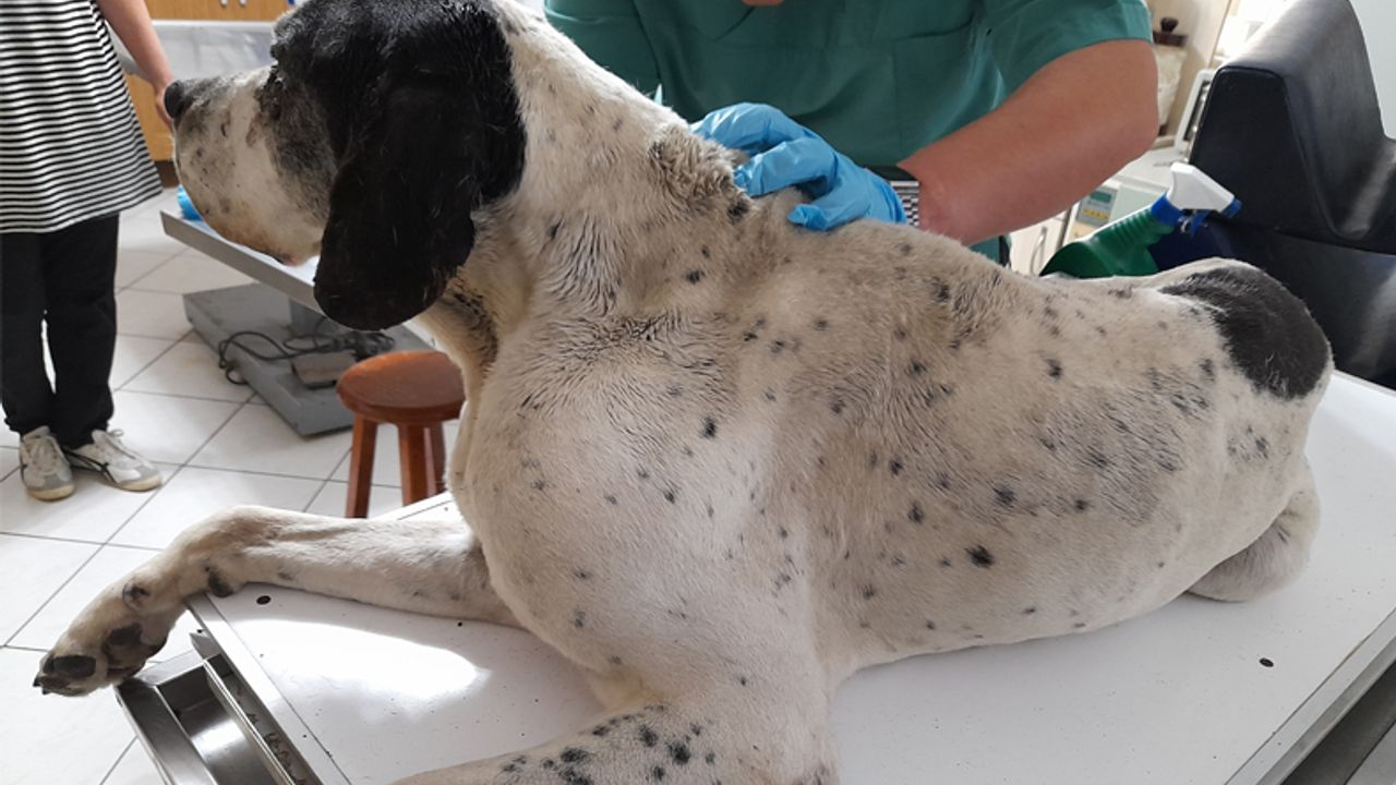 Av köpeği lenf kanserine yakalandı
