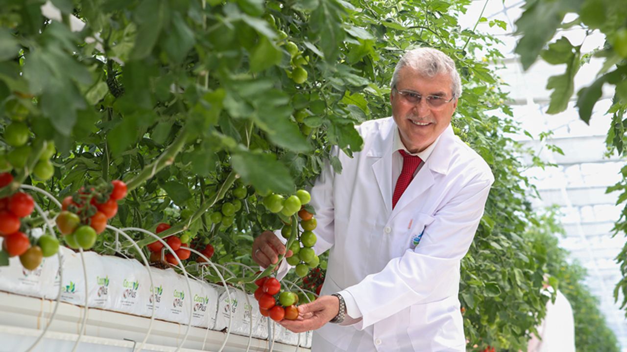 Hedef yılda bin 250 ton domates üretimi