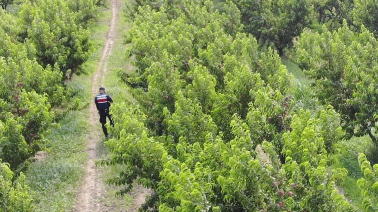 Jandarma meyve bahçelerini drone ile koruyor