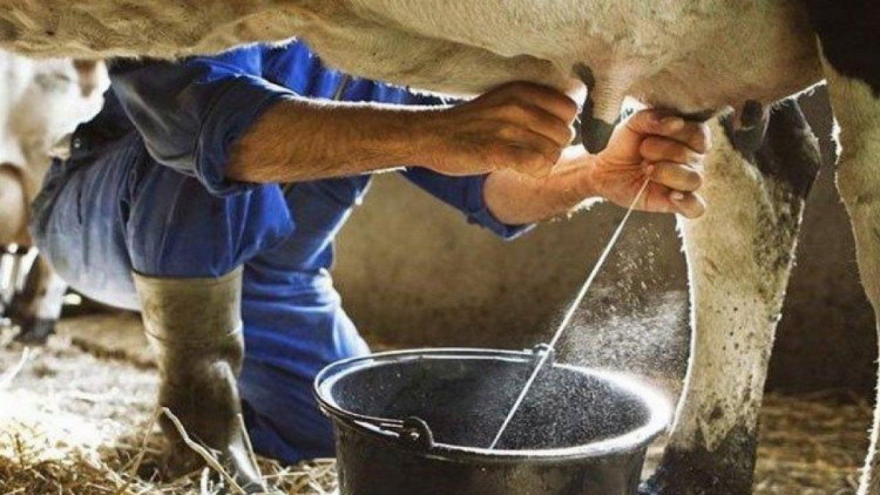 Ağustos'ta 800 bin tona yakın inek sütü toplandı!