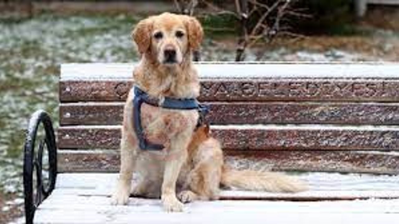 Evcil hayvanlarınızı soğuk havalara hazırlamak için 4 ipucu