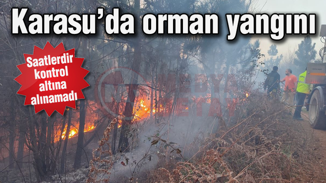 Karasu'da orman yangını!