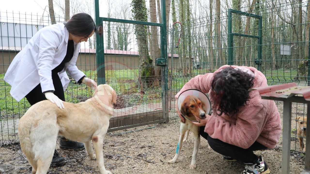 Akyazı Belediyesi depremzede hayvanlara sahip çıktı