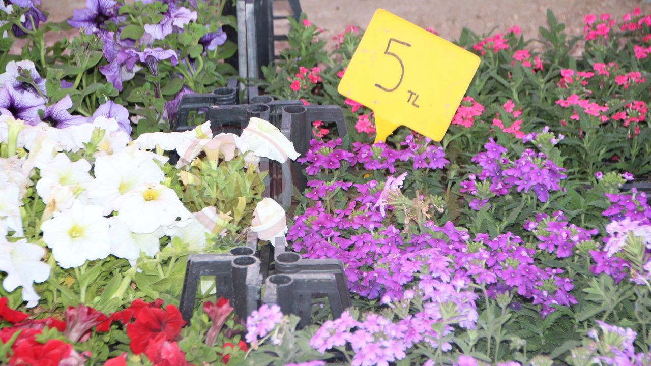 Rengarenk çiçekler pazar tezgahlarını süsledi