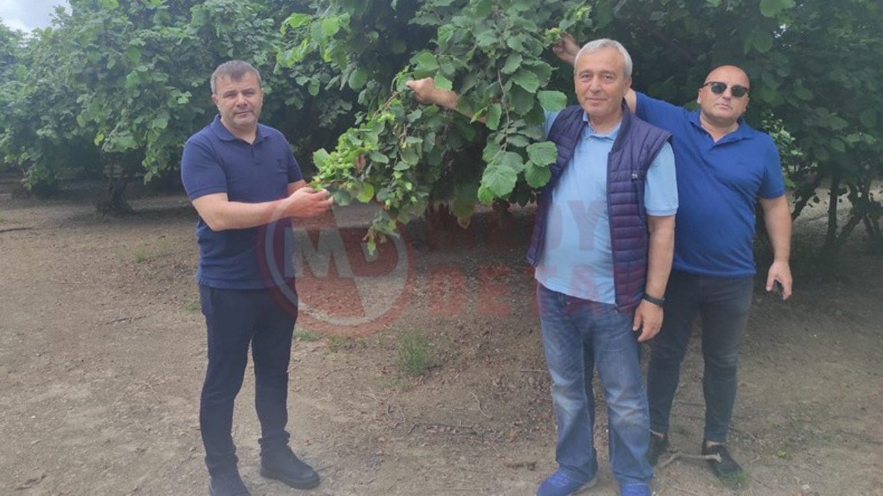 Gürcistan'daki fındık bahçelerini incelediler