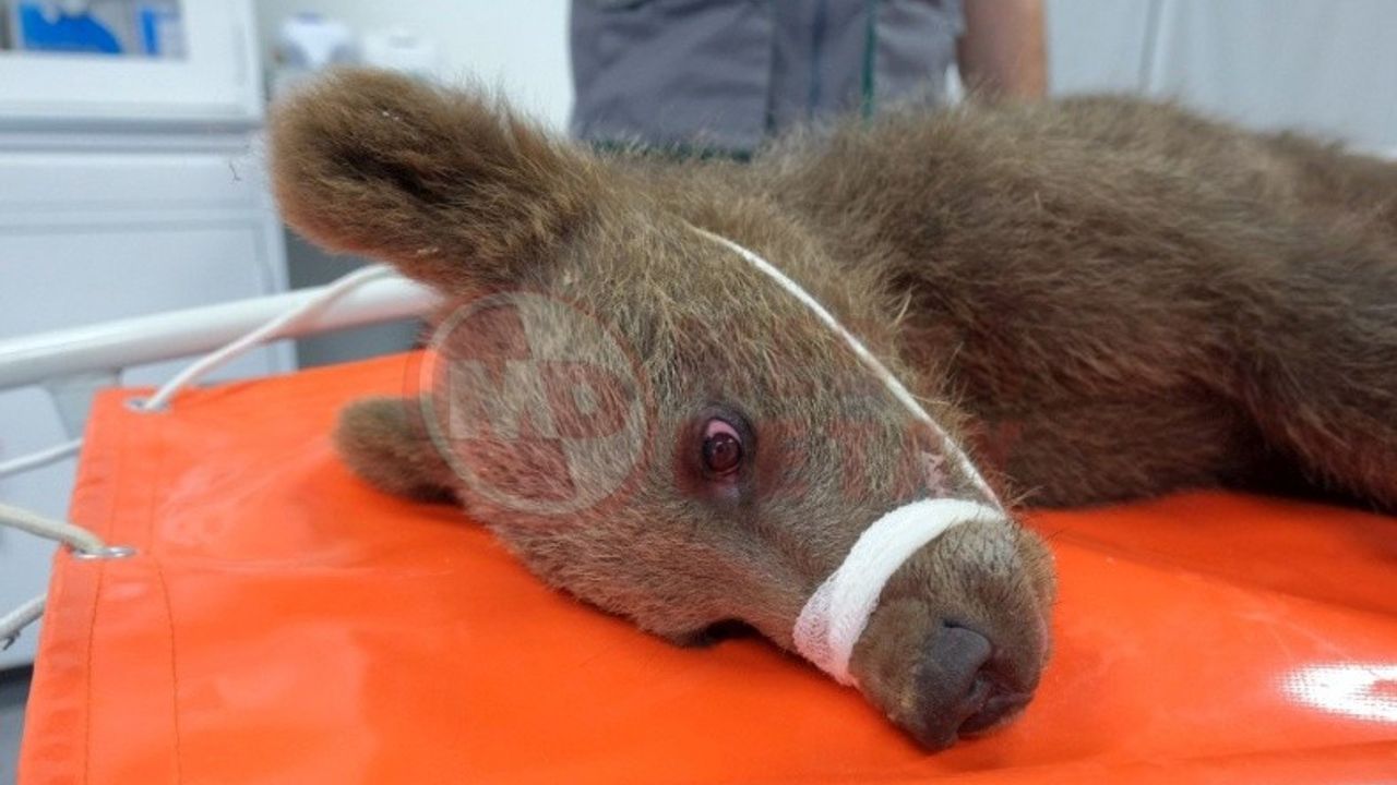 Sakarya'da yaralı bulunan yavru ayı "Tuti" doğaya salındı