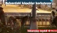 Sokak köpekleri korkutuyor