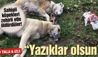 Sahipli köpekleri zehirli etle öldürdüler!