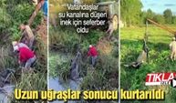 Vatandaşlar su kanalına düşen inek için seferber oldu