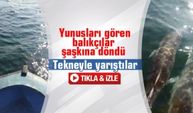 Yunusların tekneyle yarış anı kamerada