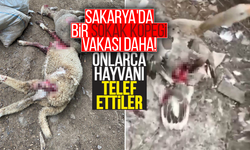 Sakarya'da sokak köpekleri onlarca hayvanı telef etti!