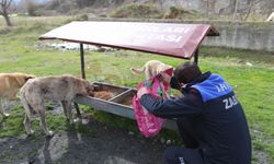 Arifiye Belediyesi can dostlarımızı unutmuyor