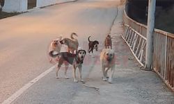 Geyve’de başıboş köpek sorunu!