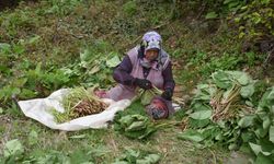 Doğal şifa deposu: ‘Kaldirik Otu’