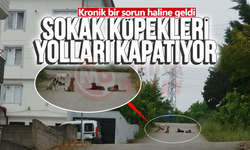 Sokak köpekleri yolları kapatıyor!