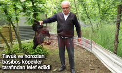 Tavuk ve horozları başıboş  köpekler tarafından telef edildi