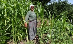 Domuz sürüsünün dadandığı mahallede vatandaşlar tedirgin