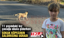 11 yaşındaki kız çocuğu okula giderken sokak köpeğinin saldırısına uğradı