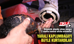 Yaralı kaplumbağayı böyle kurtardılar!