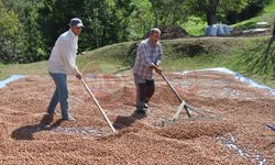 Ferrero'den fındık alım fiyatına zam