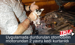 Uygulamada durdurulan otomobilin motorundan 2 yavru kedi kurtarıldı