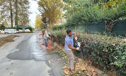 Sapanca’da ağaçlara sonbahar bakımı