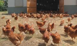 Tavuk üretimi yüzde 8,9 azaldı!