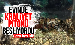 Evinde kraliyet pitonu besliyordu: Ceza kesildi!