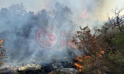 Sakarya-Bursa sınırında orman yangını!