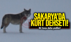 Sakarya'da kurt dehşeti yaşandı!