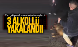 Domuza eziyet eden 3 alkollü yakalandı!