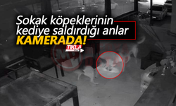 Sokak köpeklerinin kediye saldırdığı anlar!