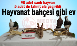 Hayvanat bahçesi gibi ev!