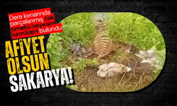 Sakarya'da tek tırnaklı hayvana ait kemikler bulundu