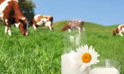 Türkiye süt üretiminde büyüyor