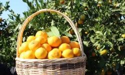 Tarım-ÜFE verileri açıklandı!
