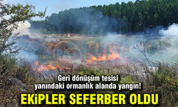 Akyazı'da orman yangını!