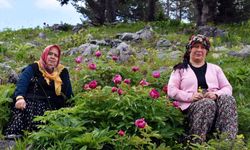 Bu çiçeği koparmanın cezası 557 bin TL