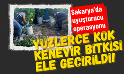 Sakarya'da yüzlerce kök kenevir bitkisi ele geçirildi!