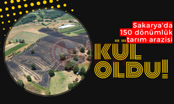 Sakarya'da 150 dönümlük tarım arazisi kül oldu