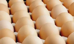 A sınıfı yumurtalarda 'tüketim tarihi' zorunluluğu!