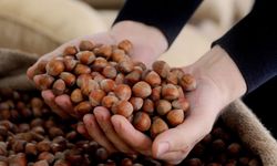 Rekabet Kurulu, 'Ferrero'ya fındık yasağı haberlerini yalanladı!