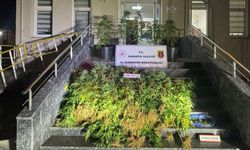 Jandarma'dan uyuşturucu operasyonu!