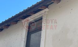 Kahverengi kokarca böceği istila etti