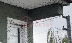 Resmen istila ettiler!