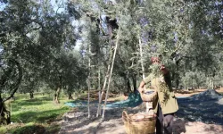 Marmarabirlik zeytin alım fiyatlarını açıkladı!