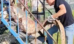 Oltasına 50 kiloluk balık yakalandı