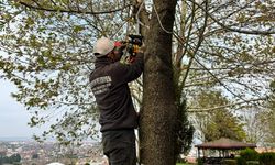 Serdivan'da yeşil alan bakım çalışması