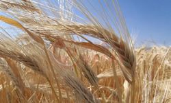 Kuraklık Sakarya'da arpa ekimini artırdı