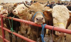 KARASU'DA ŞAP KARANTİNASI